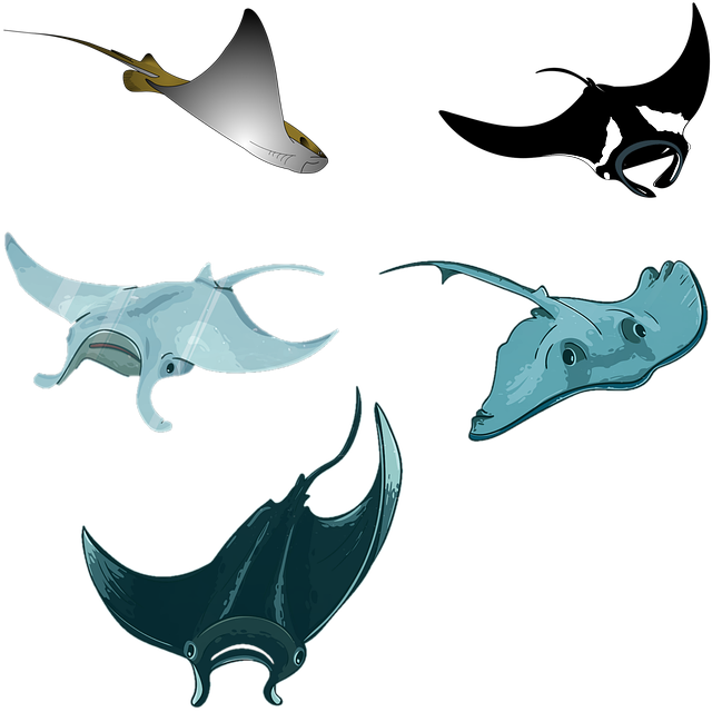 pływające płaszczki